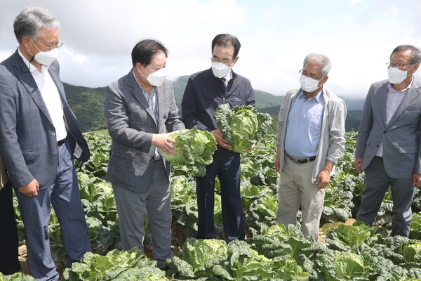 농협중앙회 이성희 회장(가운데)이 20일 강원도 강릉시 왕산면 고랭지배추 포전을 찾아 작황현황과 수급상황을 점검하고 있다. 사진 왼쪽부터 농협경제지주 하명곤 판매유통본부장, 강릉농협 최장길 조합장, 농협중앙회 이성희 회장, 강원도 무배추 공동출하협의회 김시갑 회장, 강릉원예농협 박만수 조합장./사진=농협중앙회.