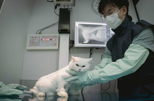 수도권 소재 동물병원에서 수의사가 엑스칼리버를 활용해 고양이의 엑스레이 사진을 판독하고 진료하는 모습/SKT
