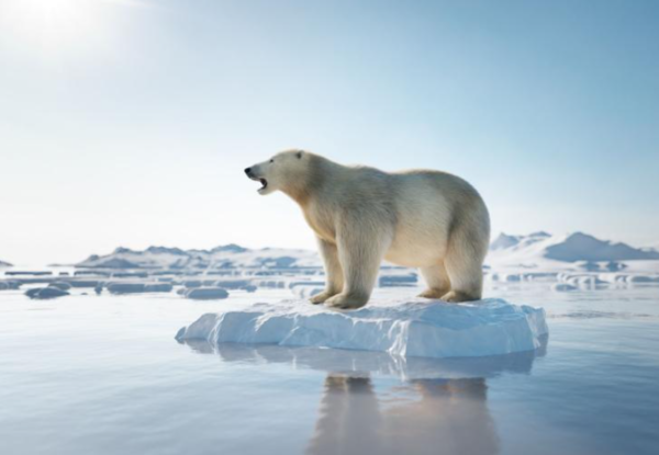빙하 조각에 고립된 북극곰./이미지=세계기상기구(WMO) 