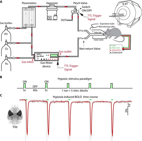 기초과학연구원(IBS) 뇌과학 이미징 연구단 김성기 단장 연구팀이 개발한 혈류 측정 시스템 구성도 및 질소-마취 가스공급 패러다임에 의한 MRI 신호 변화 추이. (A) 휘발성 마취제가 공급된 쥐를 위해 특별히 설계된 가스공급 시스템이다. 가스공급은 마취제가 포함된 의료용 가스와 저산소 가스 사이를 전환하는 TTL(Transistor-Transistor Logic) 신호를 사용해 MRI와 동기화된다. 가스는 쥐의 코에 맞는 입구 2개와 음압 출구 1개가 있는 노즈콘을 통해 전달된다. (B) 가스 자극을 위한 블록 설계이며, (C) 가스 자극에 의한 MRI 신호 변화를 나타내는 그림이다. /기초과학연구원