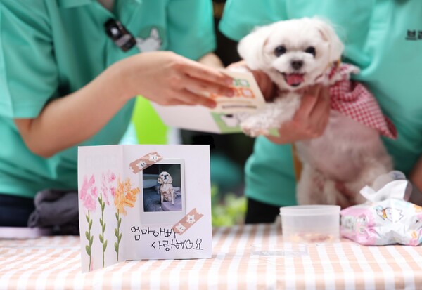 '반려견 프리미엄 돌봄 서비스' / 사진=현대백화점그룹