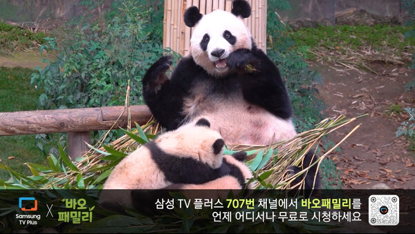 삼성 TV 플러스에 추가되는 '바오패밀리' 채널 / 이미지=삼성전자
