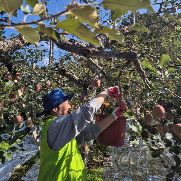 농협경제지주 에너지사업부 임직원들이 10월31일 충북 단양군 대강면 대강마을에서 사과 수확 작업을 하고 있다. / 사진=농협
