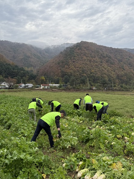 농협중앙회 미래혁신실 임직원들이 2024년 10월 1일 강원도 춘천시 소재 농가에서 김장무를 수확하고 있다. / 사진=농협