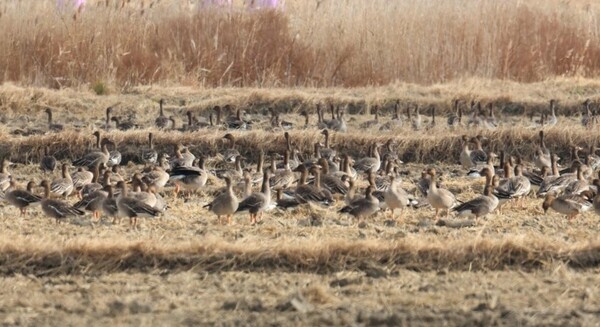 무안공항 근처에 서식중인 철새들./2024.12.30.연합뉴스