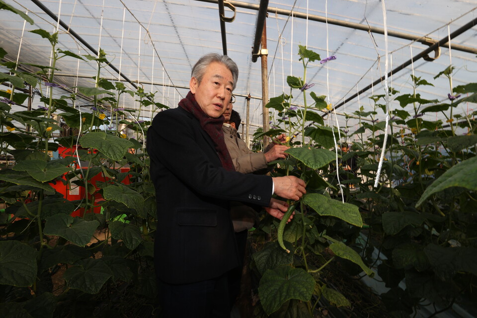강호동 농협중앙회장이 오이 재배 농가를 찾아 생육동향을 점검하고 있다. 2025.2.9./사진=NH농협