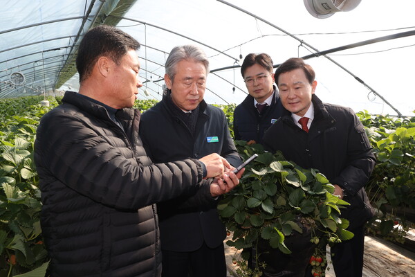 강호동 농협중앙회장(왼쪽 두번째)과 최진수 경북지역본부장, 이남철 고령군수가 13일 경북 고령군 소재의 딸기 농가를 방문하고 있다. / 사진=농협