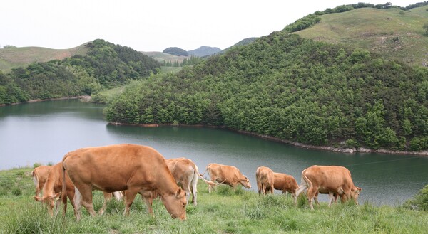 농협경제지주 축산경제, 소 근출혈 피해농가에 130억원 실익지원 / 사진=농협