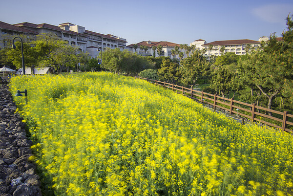제주신라호텔에 만개한 유채꽃 /호텔신라
