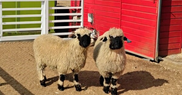 발레 블랙노즈 /2025.3.28.농협중앙회