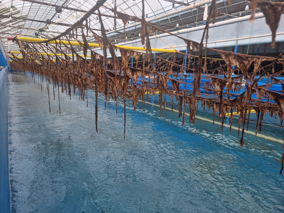 대상이 김 육상양식을 위해 전남 고흥군에 조성했던 1차 시범 양식장 전경. 2025.5.23./사진=대상㈜