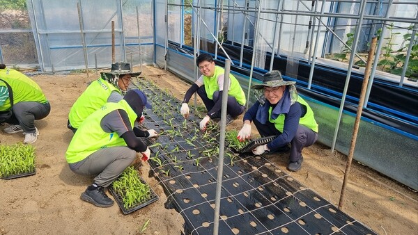 농협경제지주 경제기획부 직원들이 2025년 5월 22일 강원 춘천시 소재 농가에서 백합 구근심기 작업을 진행하고 있다. / 사진=농협중앙회