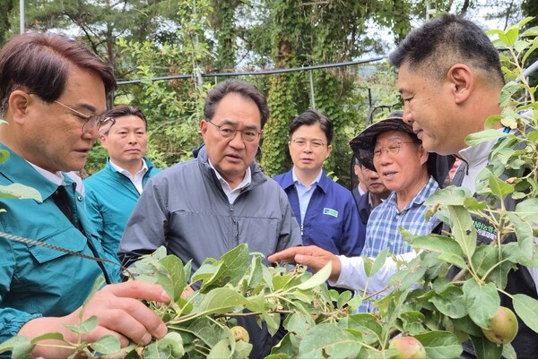 지준섭 농협중앙회 부회장(왼쪽에서 세번째)이 2025년 5월 12일 우박피해를 입은 경북 청도 각북면의 사과농가를 찾아 농업인을 위로하고 현장상황을 점검하고 있다. 왼쪽부터 김하수 청도군수, 박용규 농협 청도군지부장, 지준섭 부회장, 최진수 경북농협 본부장./농협