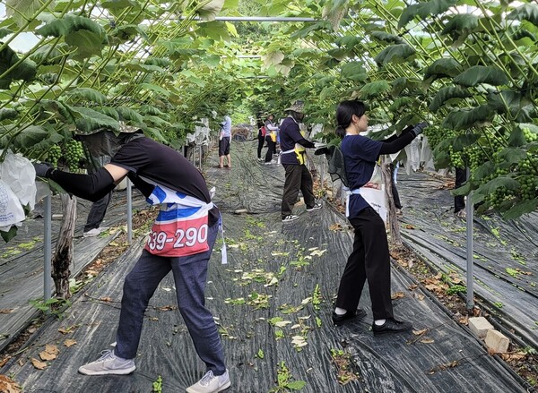 농협경제지주 산지도매본부 직원들이 2025년 6월 30일 경기 포천시 포도 농가에서 포도봉지 씌우기 작업을 돕고 있다. /농협중앙회