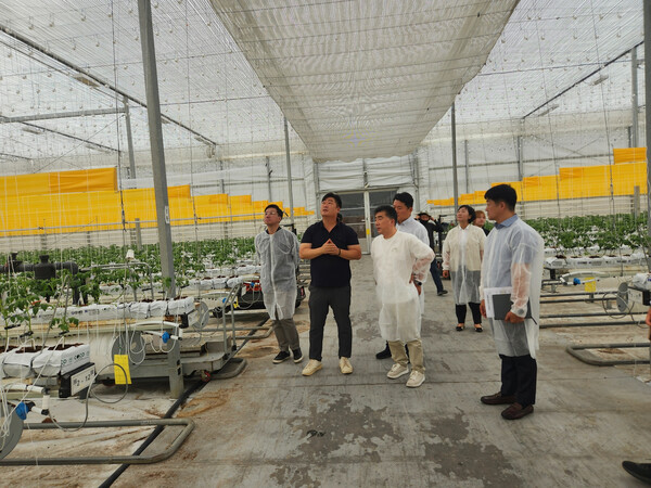 2025년 7월 7일 백남성 NH농협은행 농업, 공공부문 부행장이 농업회사법인 팜팜을 방문해 스마트팜 이후 토마토 재배에 대한 이야기를 하고 있다./사진=NH농협은행