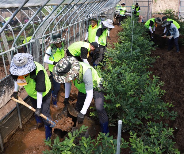 농협상호금융 임직원들이 2025년 7월 23일 충남 청양군 대신면 관내 블루베리 농가의 수해복구를 위해 일손을 돕고 있다. /농협중앙회