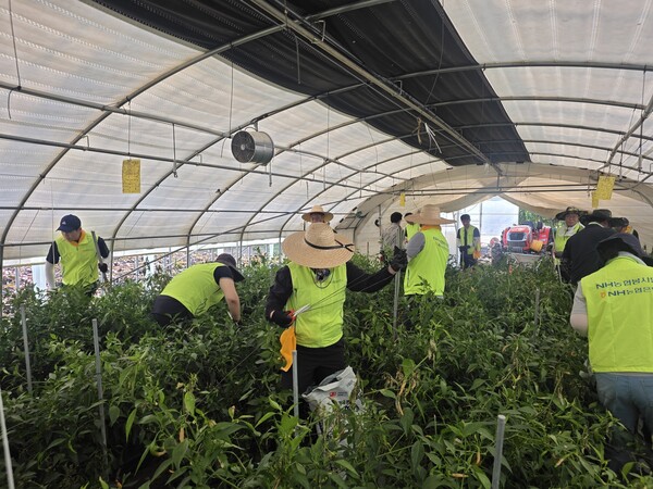 NH농협은행 자금시장부문 임직원들이 2025년 8월 1일 충남 예산 호우 피해농가를 찾아 일손돕기를 하고 있다./NH농협은행