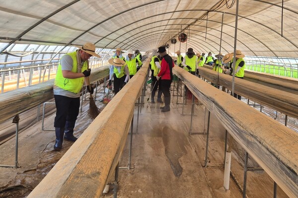 NH농협은행 디지털전략사업부문 최운재 부행장 및 임직원들이 2025년 8월 1일 충남 당진시 소재 농가를 찾아 일손돕기를 하고 있다./NH농협은행
