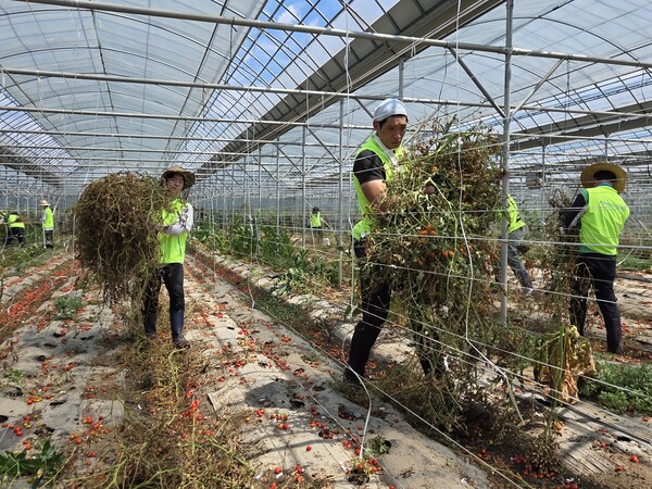농협인재개발원, 중앙교육원, 안성교육원 소속 임직원 20여 명이 2025년 8월 1일 집중호우로 침수된 충남 공주시 유구읍 토마토 시설하우스를 찾아 복구 작업을 진행하고 있다./농협중앙회