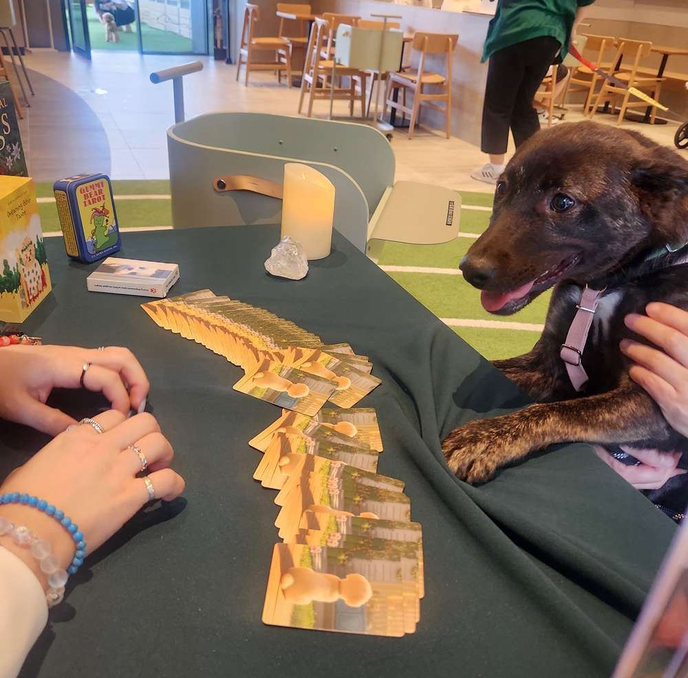 2025년 6월 '놀다가시개!' 펫 캠페인에 참여한 반려동물이 반려인과 함께 펫 타로를 보고 있다. 2025.8.22./사진=스타벅스 코리아