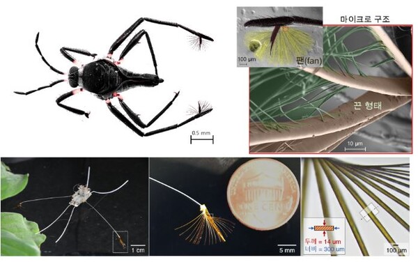 (그림 위쪽) 라고벨리아 생물 사진 및 팬의 마이크로 구조 전자 현미경 사진. 납작한 끈 모양의 마이크로 구조는 생물의 거동에 필수적인 기능을 부여한다.(그림 아래쪽) 라고벨리아를 모사한 로봇과 유사한 납작한 끈 모양 인공 팬 사진. 생물의 민첩한 거동을 구현할 수 있는 로봇이다./그림설명 및 그림제공 : 아주대학교 고제성 교수