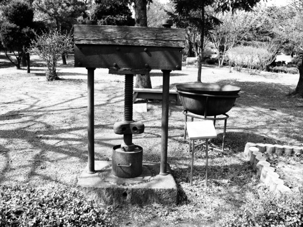 1932년 연구의 태동 동백기름 /아모레퍼시픽