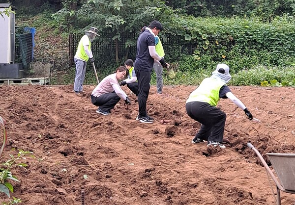 농협중앙회 조합감사위원회사무처와 부천시지부 직원들이 2025년 9월 16일 경기도 부천시 오정구 관내 농가에서 일손을 보태고 있다. / 사진=농협중앙회