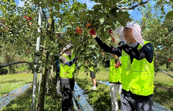 농협경제지주 축산물도매분사 관계자들이 2025년 9월 18일 경기도 포천시 일동면 기산리 자매결연 마을 일손 돕기 활동을 진행하고 있다. / 사진=농협중앙회