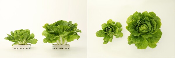 일반 품종 및 CJ제일제당 개발 '그린로즈' 품종(오른쪽) 비교 이미지./2025.9.23.CJ제일제당