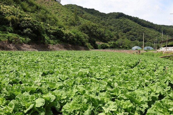 충북 괴산군에 위치한 CJ제일제당 '그린로즈' 시범 재배지 전경./2025.9.23.CJ제일제당