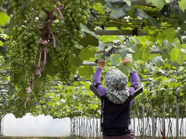 현대차·기아 로보틱스랩이 개발한 ‘엑스블 숄더’가 농업 현장에서 활용되는 모습./사진=현대차