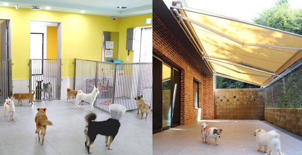 노견정 실내와 운동장 / 사진=11번가