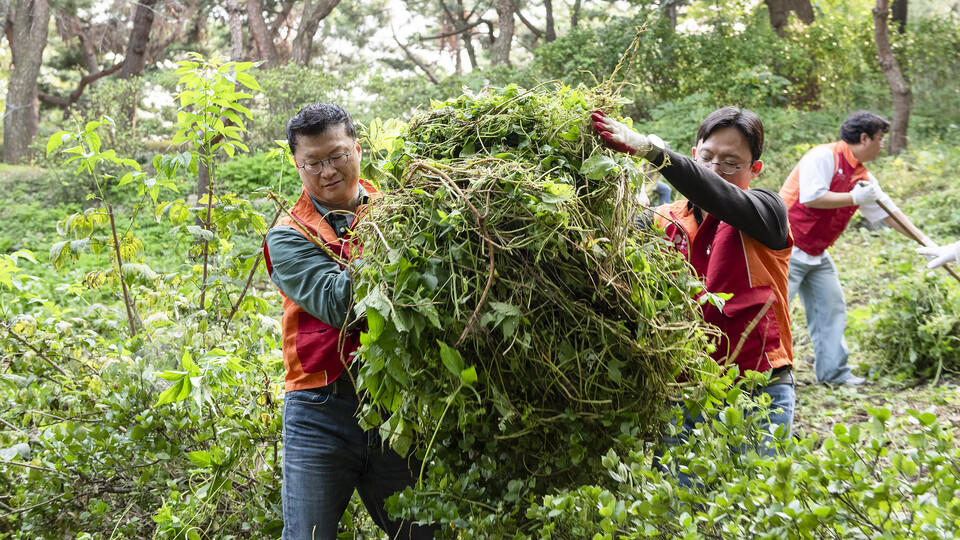 2025년 10월 1일 이호정 SK네트웍스 대표(사진 왼쪽)가 회사 구성원들과 함꼐 서울 중구 남산공원 소래풀군락지에서 유해식물 제거 활동을 펼치고 있다. 2025.10.2./사진=SK네트웍스