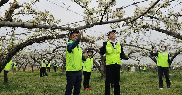 농협중앙회 임직원 등이 일손부족으로 어려움을 겪는 농가를 지원하고 있다. / 사진=농협중앙회